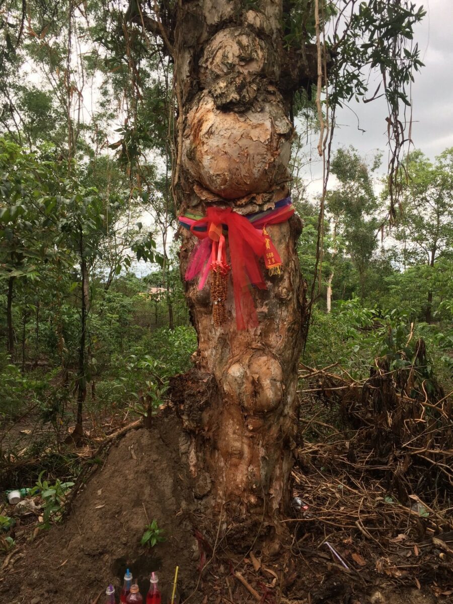 ต้นไม้แปลก