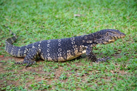 ฝันเห็นเหี้ย