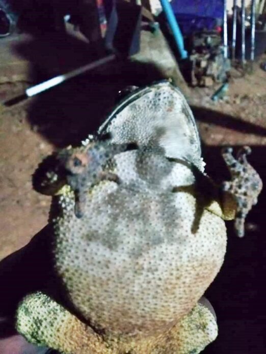 ตีเลขเด็ด