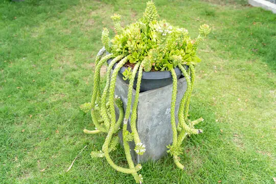 ต้นพญานาคราช