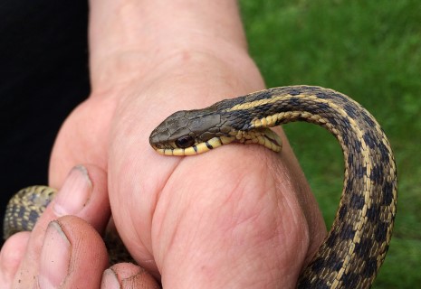 ฝันเห็นงูเห่ากัดมือ