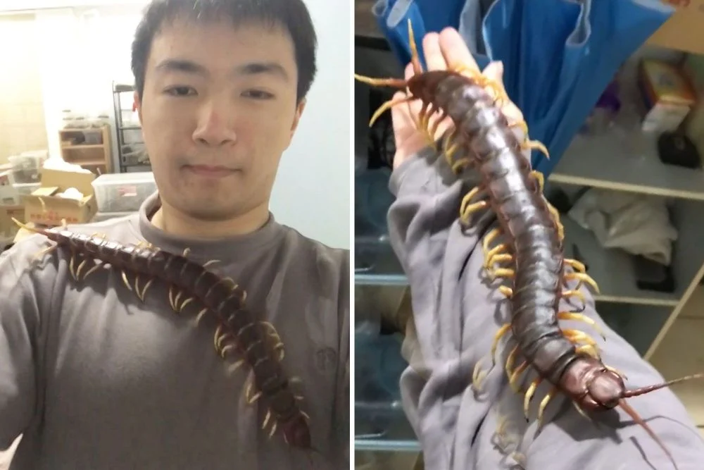 ฝันว่าตะขาบไต่ตามตัว