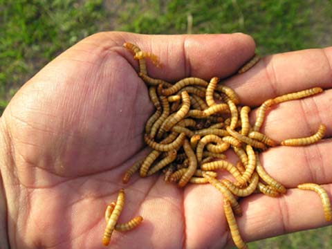 ฝันว่าจับหนอน