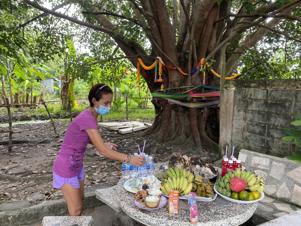 ต้นโพธิ์ ต้นไม้ศักดิ์สิทธิ์