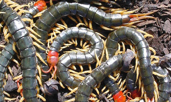 ฝันเห็นตะขาบหลายตัว