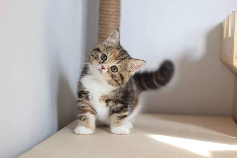 ฝันเห็นแมว