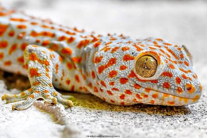 ฝันเห็นตุ๊กแกตัวใหญ่มาก