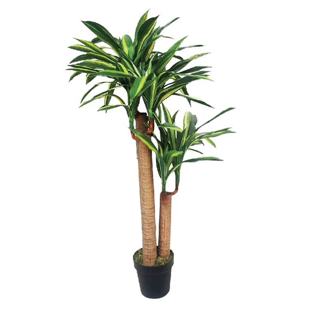 ต้นวาสนา นำโขค