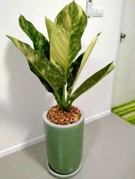 ต้นเศรษฐีวิลสัน