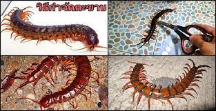 ฝันว่าฆ่าตะขาบ