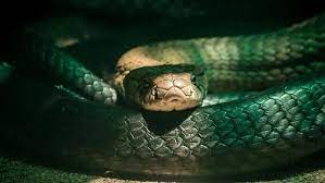 ฝันว่างูใหญ่ เข้าบ้าน