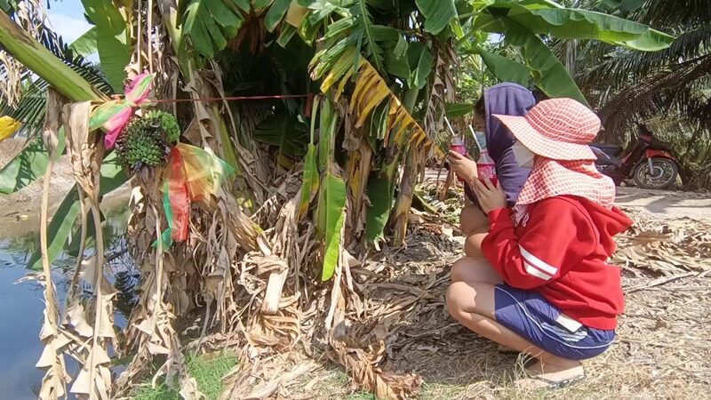 ต้นกล้วยให้โชคลาภ