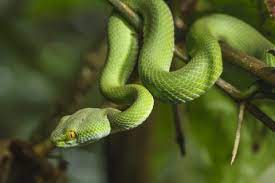 ฝันเห็นงูเขียว