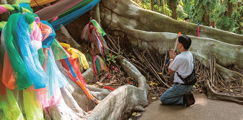 ขอหวย ขอเลขเด็ดจากต้นไม้