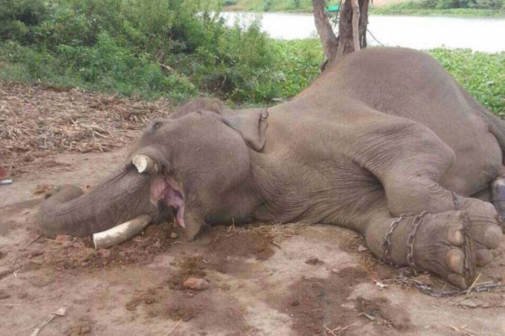 ฝันเห็นช้างถูกฆ่า