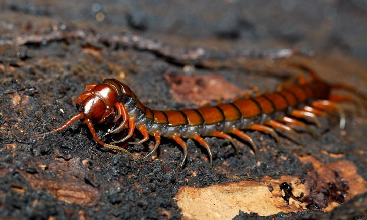 ฝันเห็นตะขาบ