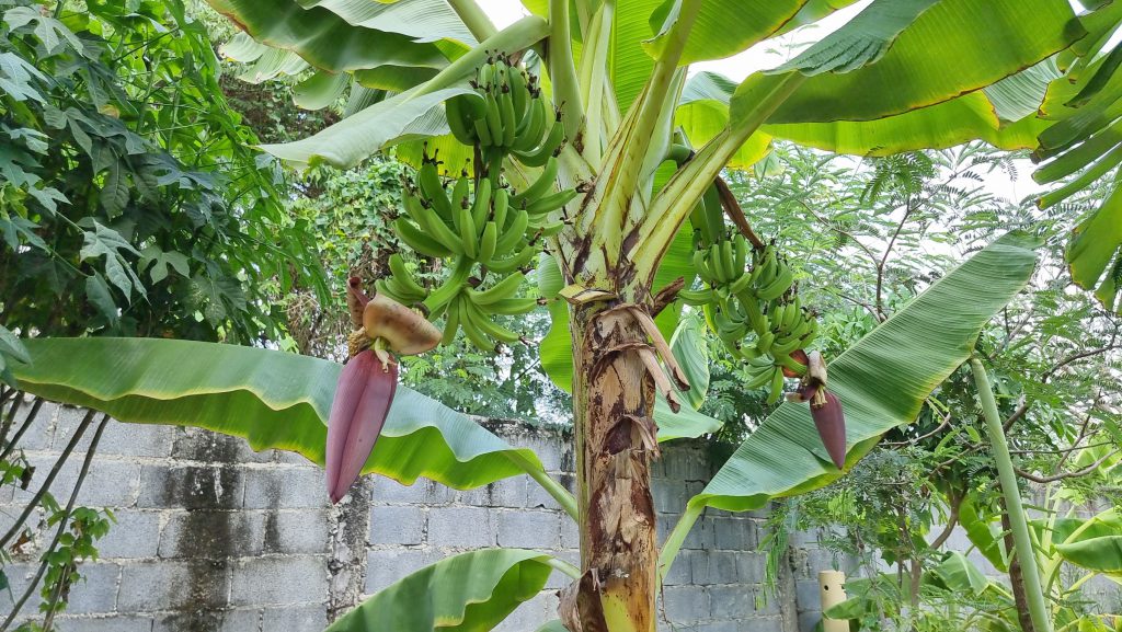 ต้นกล้วย 2 ยอด