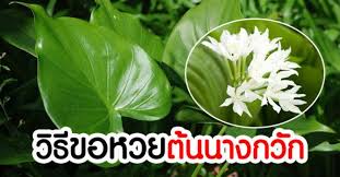 ต้นนางกวักให่โชคให้หวย