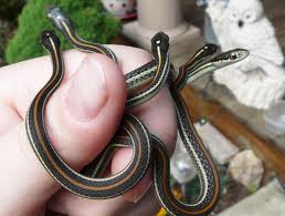 ฝันเห็นงูเล็ก