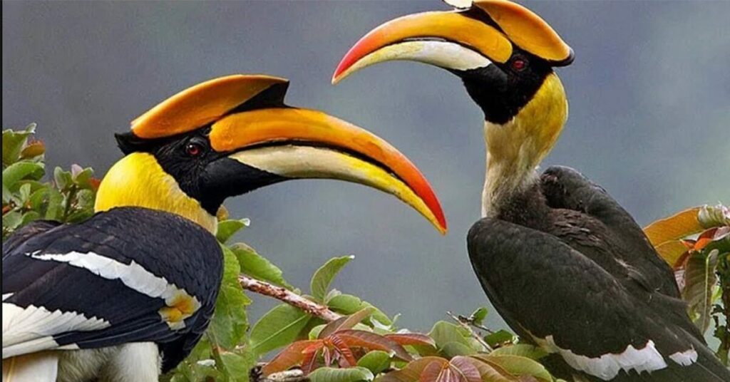 ฝันเห็นนกเงือก