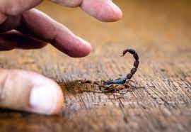 ฝันว่าแมงป่องกัด