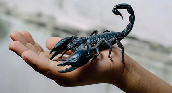 ฝันว่าแมงป่องกัดมือ