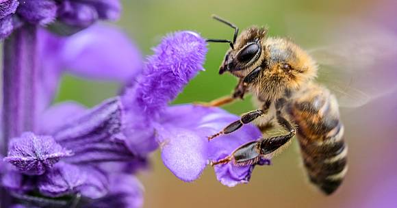 ฝันเห็นผึ้ง