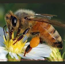 ฝันเห็นผึ้งหลวง
