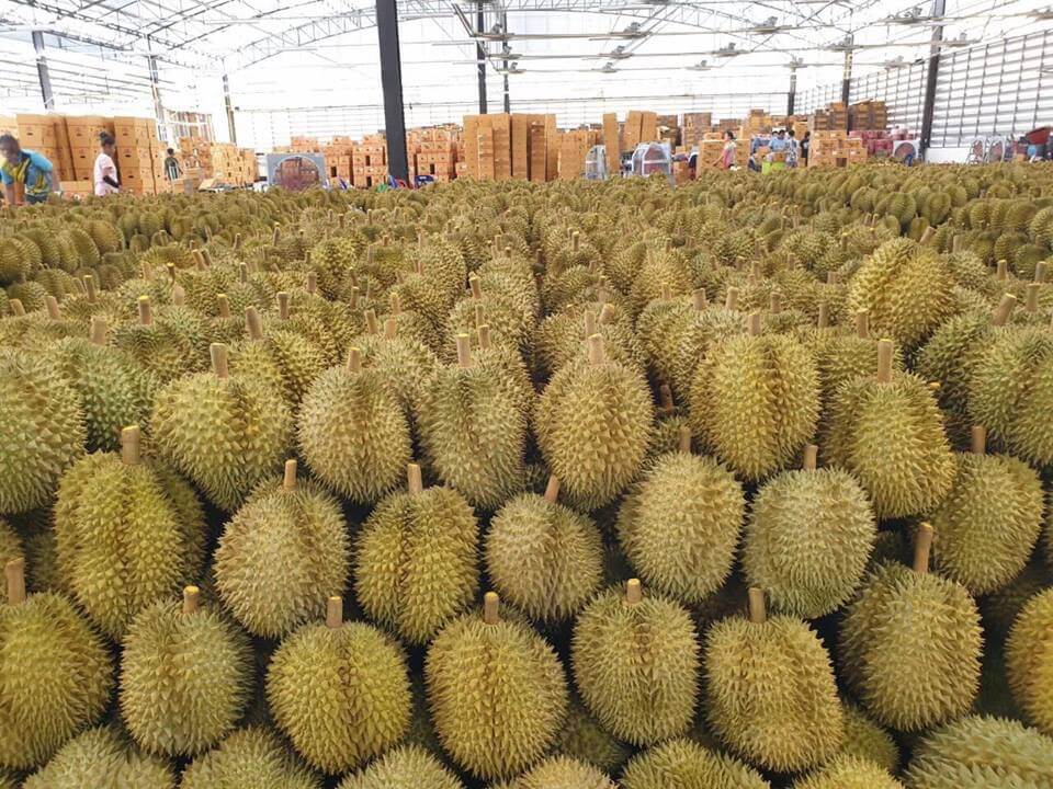 ฝันเห็นทุเรียนเยอะมาก