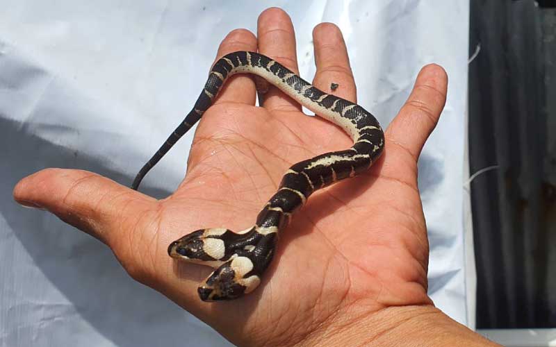 งูสองหัว ให้โชคลาภและเสี่ยงโชคหวย