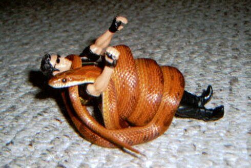 ฝันเห็นงูรัด