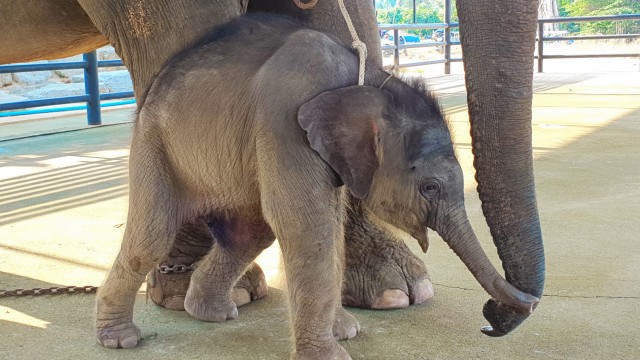 ฝันว่าให้อาหารช้าง