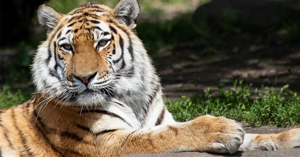 ฝันเห็นเสือโคร่ง