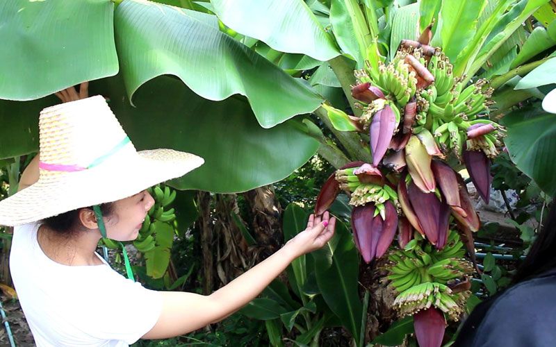 ต้นกล้วย 5 เครือ