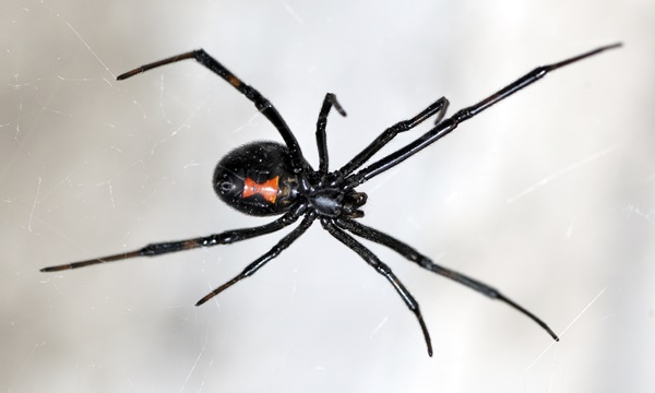 ฝันว่าแมงมุมกัด