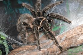 ฝันเห็นแมงมุม