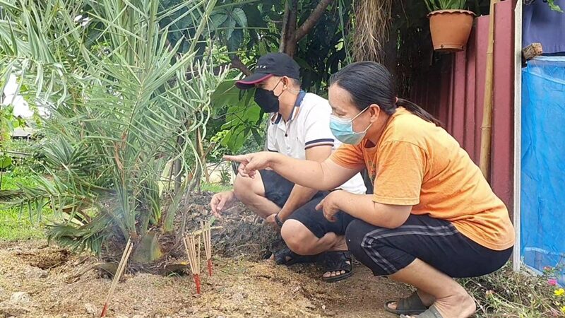 ขอหวยจากต้นอินทผลัม