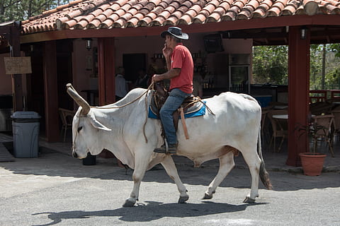 ฝันว่าได้ขี่วัว