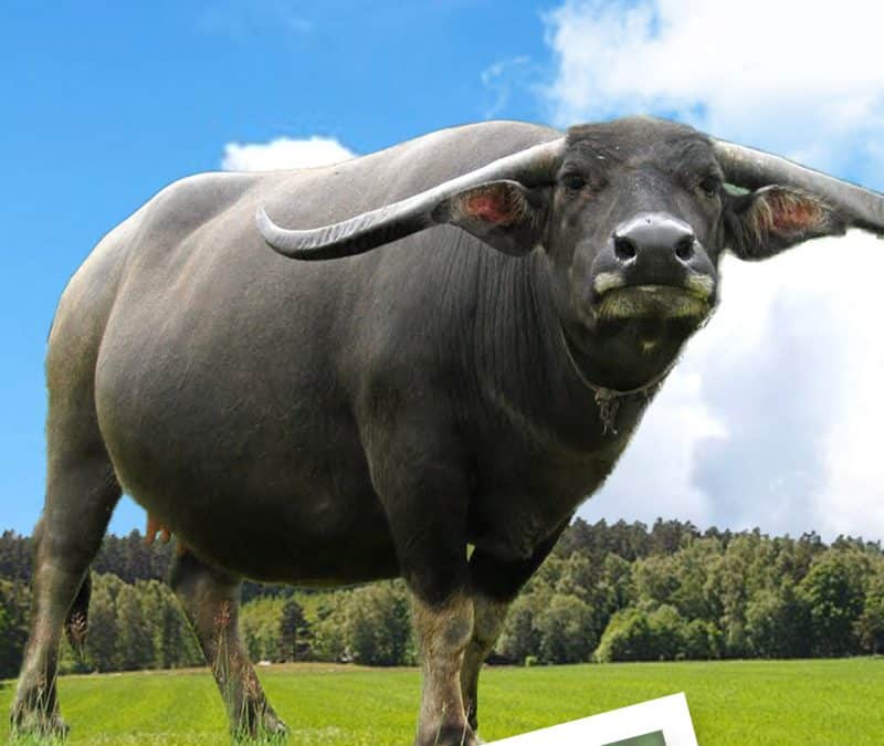 ฝันเห็นควาย