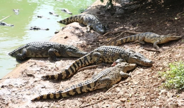 ฝันเห็นจระเข้หลายตัว