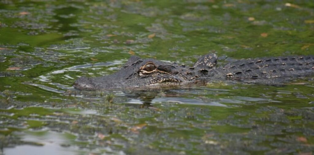 ฝันเห็นจระเข้ในน้ำ