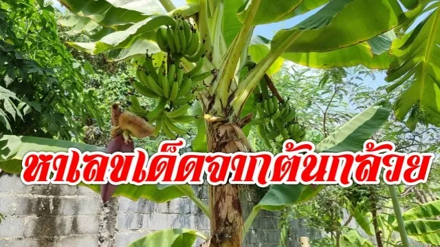 ต้นกล้วยแปลกประหลาดให้โชค