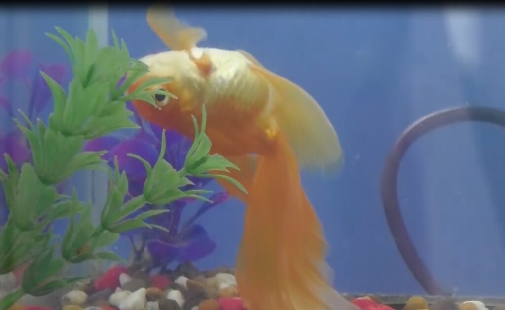 ฝันเห็นปลาทองตาย