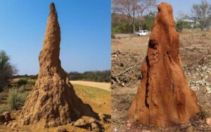 ฝันเห็นจอมปลวก