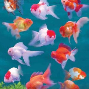 ฝันเห็นปลาทอง