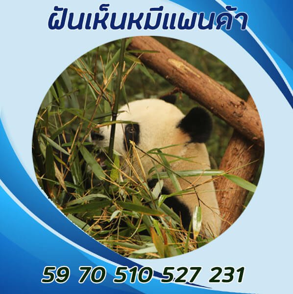 ฝันเห็นหมีแพนด้าพร้อมเลขเด็ด