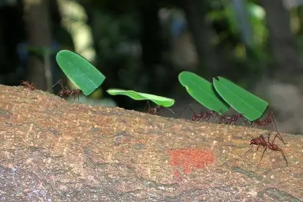 ฝันเห็นมด