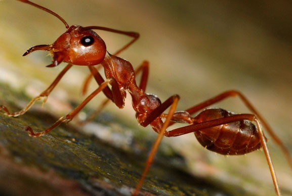 ฝันเห็นมดตัวใหญ่