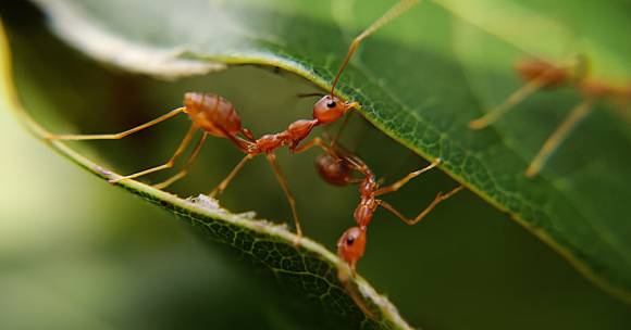 ฝันเห็นมดแดง