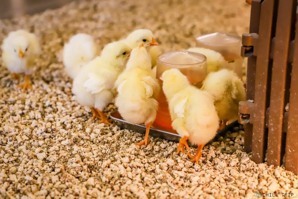 ฝันเห็นลูกไก่